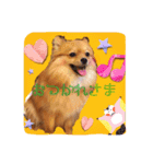 ぽめらにあんのみかんちゃん（個別スタンプ：3）