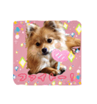 ぽめらにあんのみかんちゃん（個別スタンプ：4）