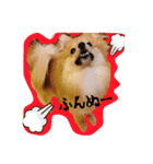 ぽめらにあんのみかんちゃん（個別スタンプ：5）