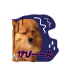 ぽめらにあんのみかんちゃん（個別スタンプ：7）