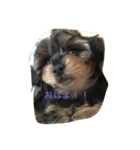 Ch@ch@m@ru 2（個別スタンプ：9）