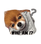Pomeranian Maru (English edition)（個別スタンプ：8）