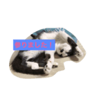 気まま素直に猫だから。（個別スタンプ：2）