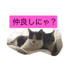 気まま素直に猫だから。（個別スタンプ：3）