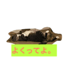 気まま素直に猫だから。（個別スタンプ：4）