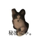 気まま素直に猫だから。（個別スタンプ：5）