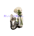 気まま素直に猫だから。（個別スタンプ：6）