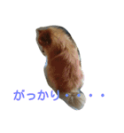 田舎に住むわがままお坊ちゃまポメ王です（個別スタンプ：3）