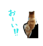 田舎に住むわがままお坊ちゃまポメ王です（個別スタンプ：9）