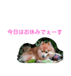 田舎に住むわがままお坊ちゃまポメ王です（個別スタンプ：12）