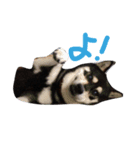 黒柴たすけ（個別スタンプ：1）