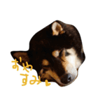 黒柴たすけ（個別スタンプ：3）