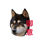 黒柴たすけ（個別スタンプ：4）