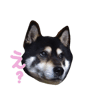 黒柴たすけ（個別スタンプ：5）