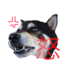 黒柴たすけ（個別スタンプ：8）