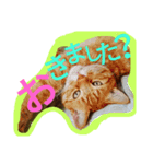 癒やしねこちびくん日常会話（個別スタンプ：2）