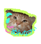 癒やしねこちびくん日常会話（個別スタンプ：4）