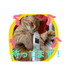 癒やしねこちびくん日常会話（個別スタンプ：6）
