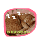 癒やしねこちびくん日常会話（個別スタンプ：7）