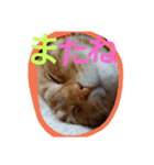 癒やしねこちびくん日常会話（個別スタンプ：8）