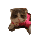 Calpis Cat（個別スタンプ：2）