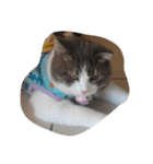 Calpis Cat（個別スタンプ：4）