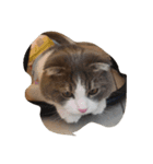 Calpis Cat（個別スタンプ：5）