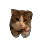 Calpis Cat（個別スタンプ：6）