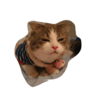 Calpis Cat（個別スタンプ：7）