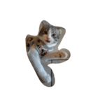 Calpis Cat（個別スタンプ：8）