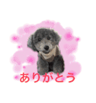トイプー あずくる（個別スタンプ：5）