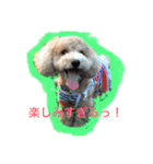 トイプー あずくる（個別スタンプ：7）
