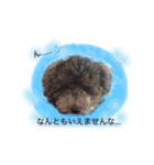 トイプー あずくる（個別スタンプ：8）