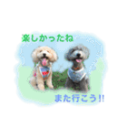 トイプー あずくる（個別スタンプ：11）