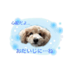 トイプー あずくる（個別スタンプ：14）