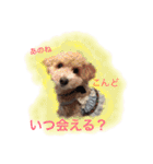 トイプー あずくる（個別スタンプ：15）