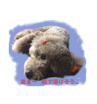 トイプー あずくる（個別スタンプ：16）