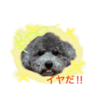 トイプー あずくる（個別スタンプ：17）