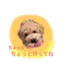 トイプー あずくる（個別スタンプ：18）