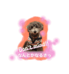 トイプー あずくる（個別スタンプ：21）
