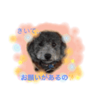 トイプー あずくる（個別スタンプ：22）