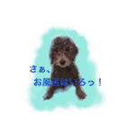 トイプー あずくる（個別スタンプ：23）