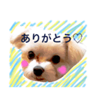 ウチのしろたん（個別スタンプ：2）