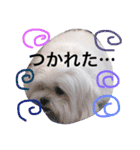ウチのしろたん（個別スタンプ：8）