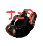 マツモトです。（個別スタンプ：1）