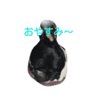 マツモトです。（個別スタンプ：2）