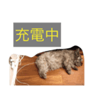 wendy:)（個別スタンプ：6）