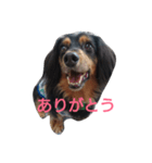 パピックスみんみん（個別スタンプ：5）