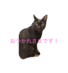 バロンくんスタンプ（個別スタンプ：1）