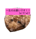 poodollmelody（個別スタンプ：1）
